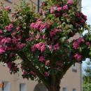 CHOSZCZNO- kwitnące drzewo na ulicy Słowackiego - panoramio